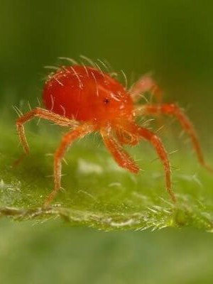 Araña Roja