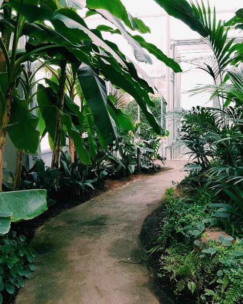 jardin_tropical